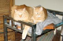 Two orange cats